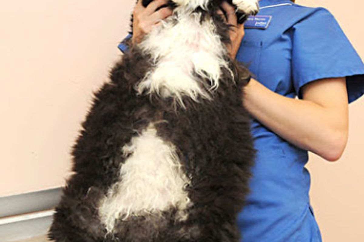 Biggest Cat Ever Takes Part in Slimming Competition