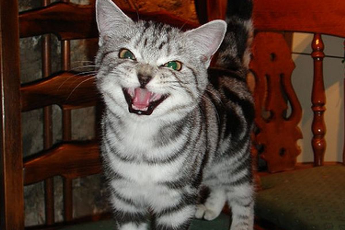 Kitten Plays Hunting with Daddy