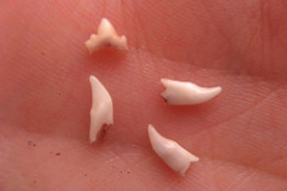 My Kitten is Losing Teeth