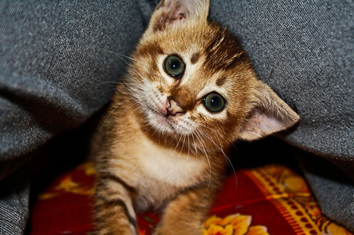 Japanese Business Cat