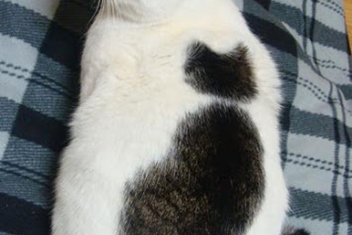 Cat Has Another Cat on His Back
