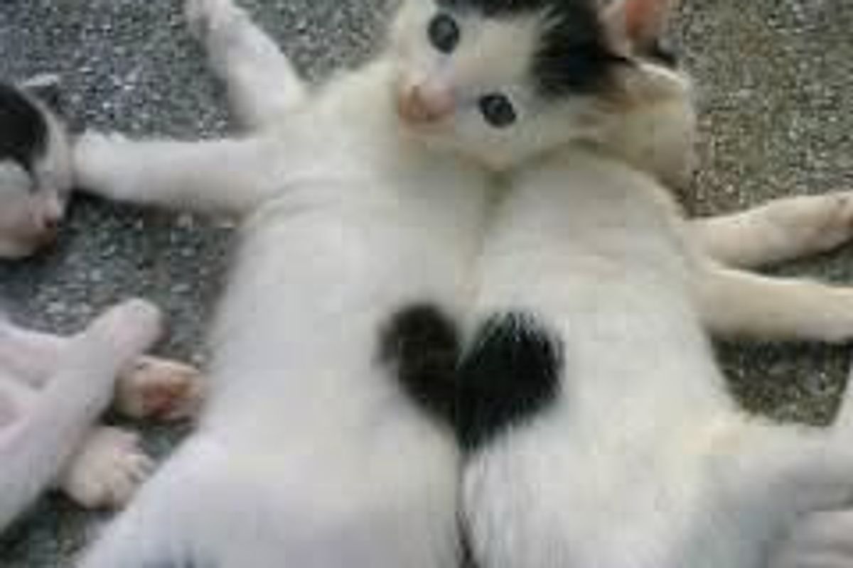 Valentines Kittens with Heart Shaped Markings