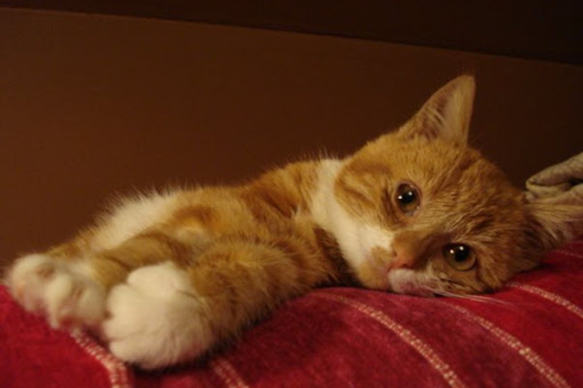 January Cat of the Month Results