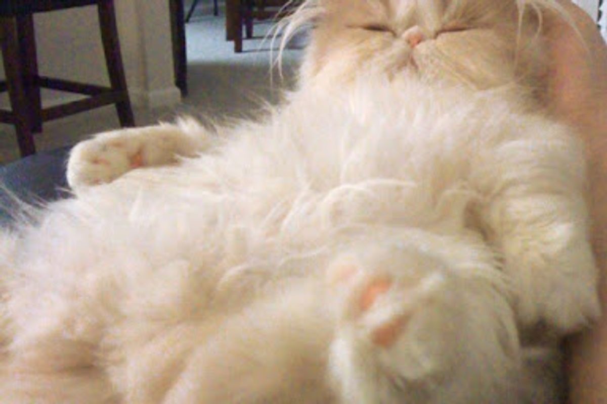 Beautiful Kitten Brothers