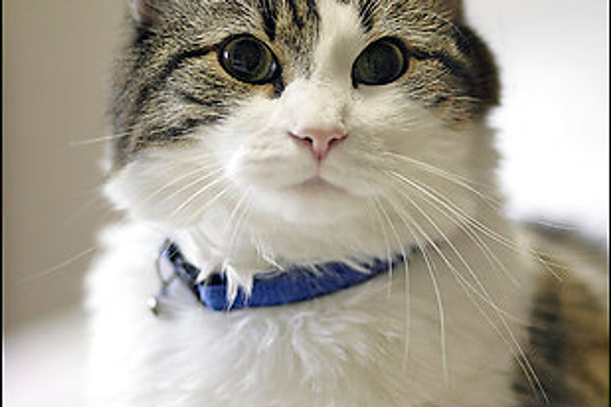 Oscar the Cat Who Predicts Death Is No Furry Grim Reaper