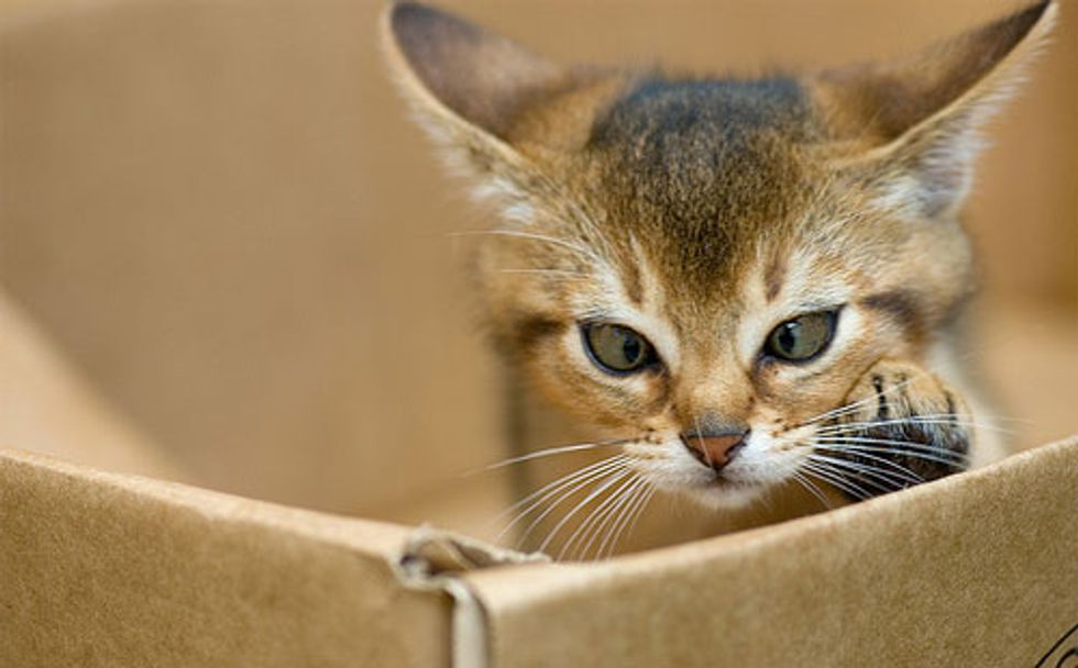 Abyssinian Cats Full of Energy