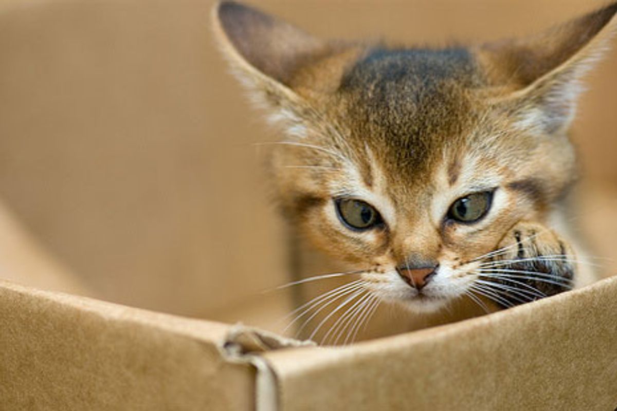 Abyssinian Cats Full of Energy
