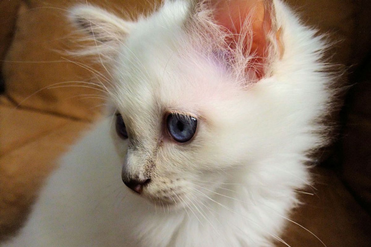 Adorable Kitten that Melts Your Heart