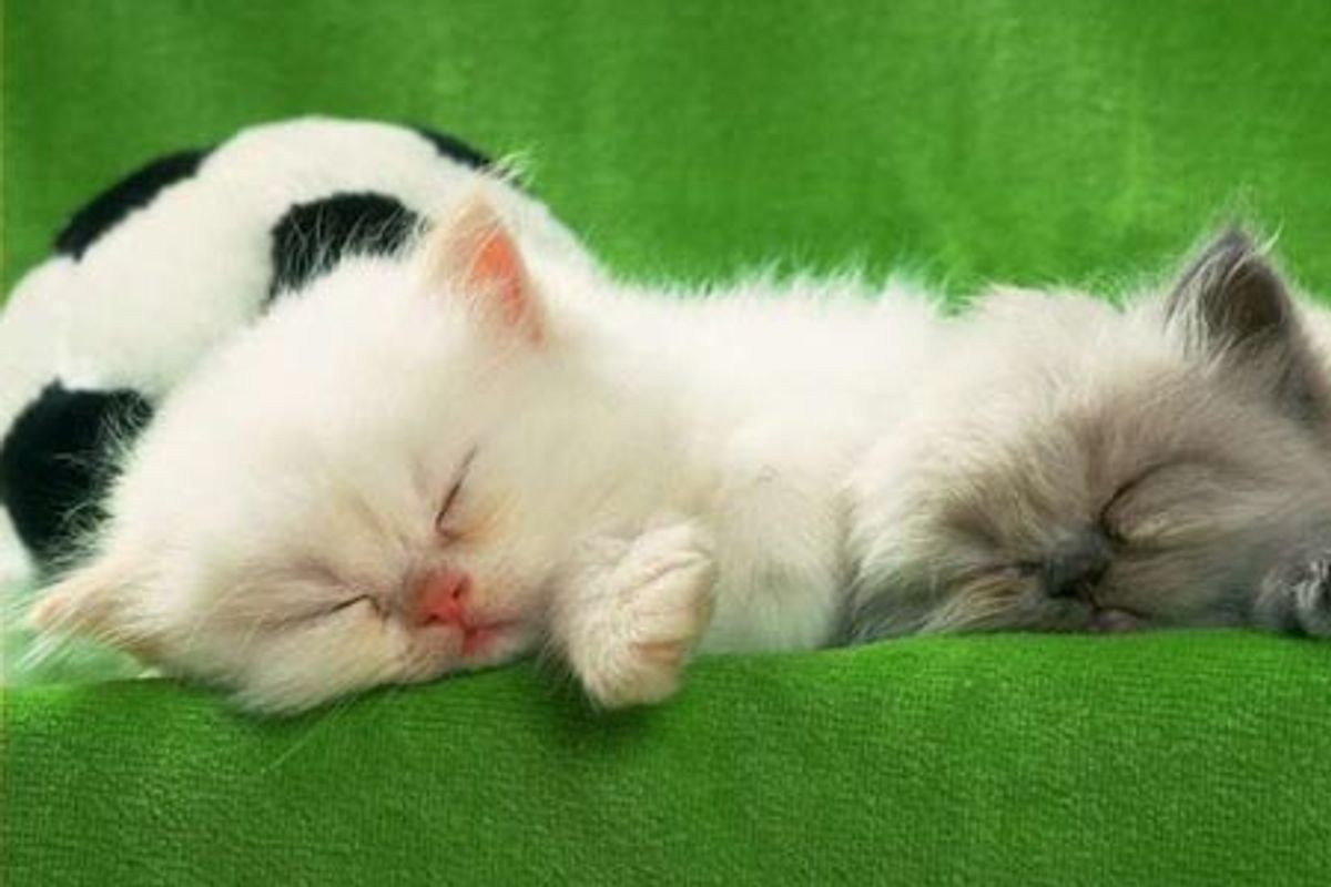 Sleepy Kittens