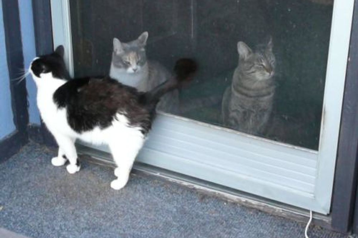 A Story of a Stray Cat Petunia