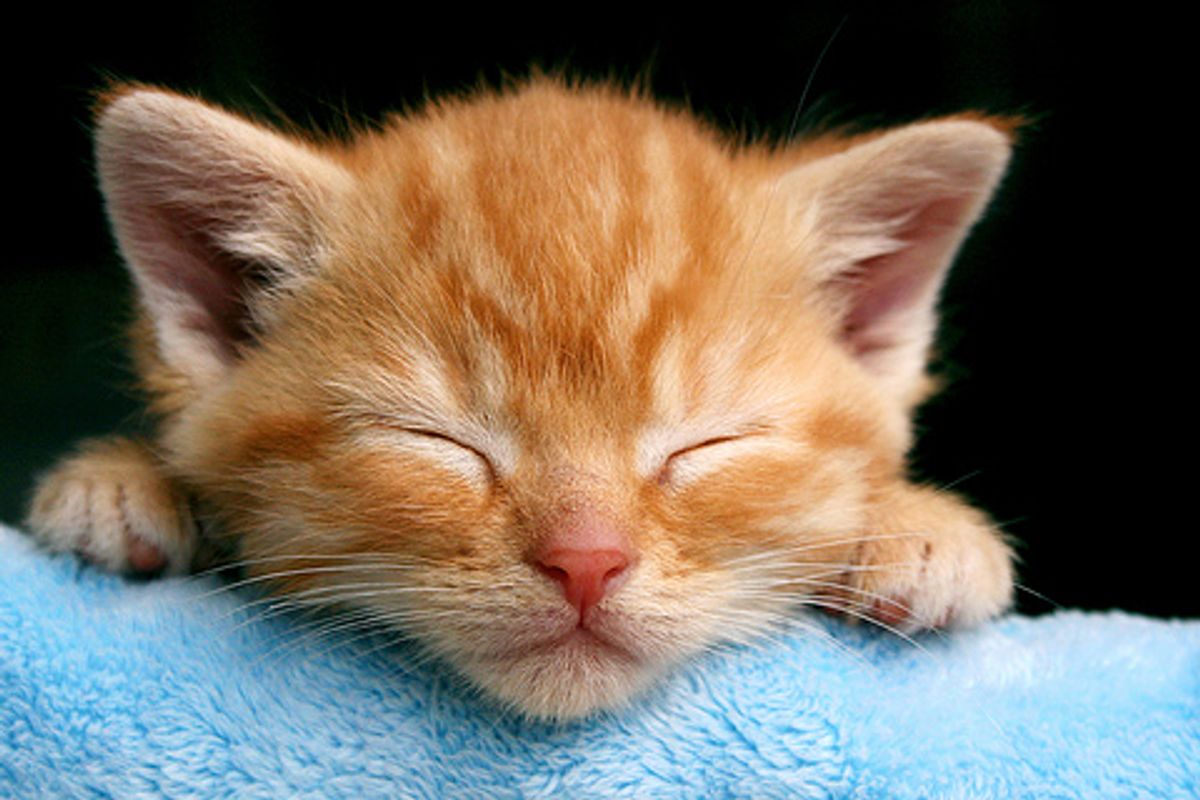 Little Sleepy Kitty