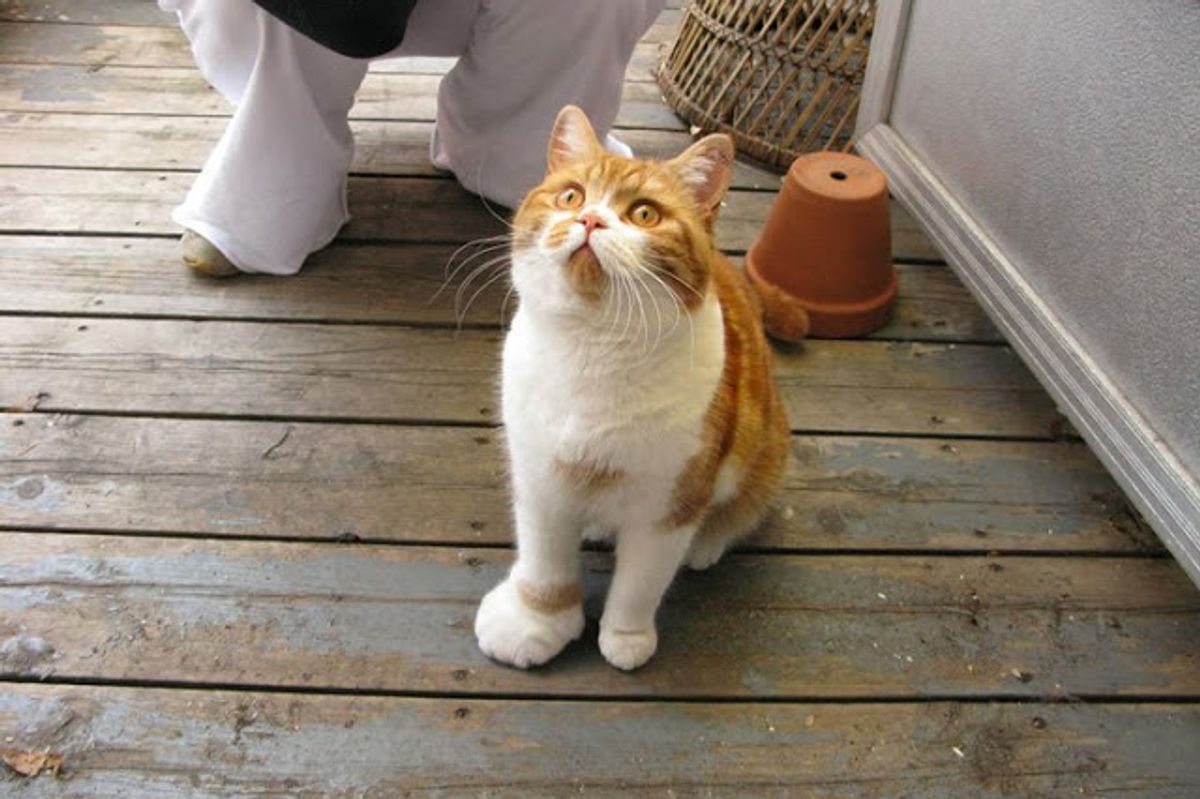 What to Do When Your Cat Gets Stung by a Bee