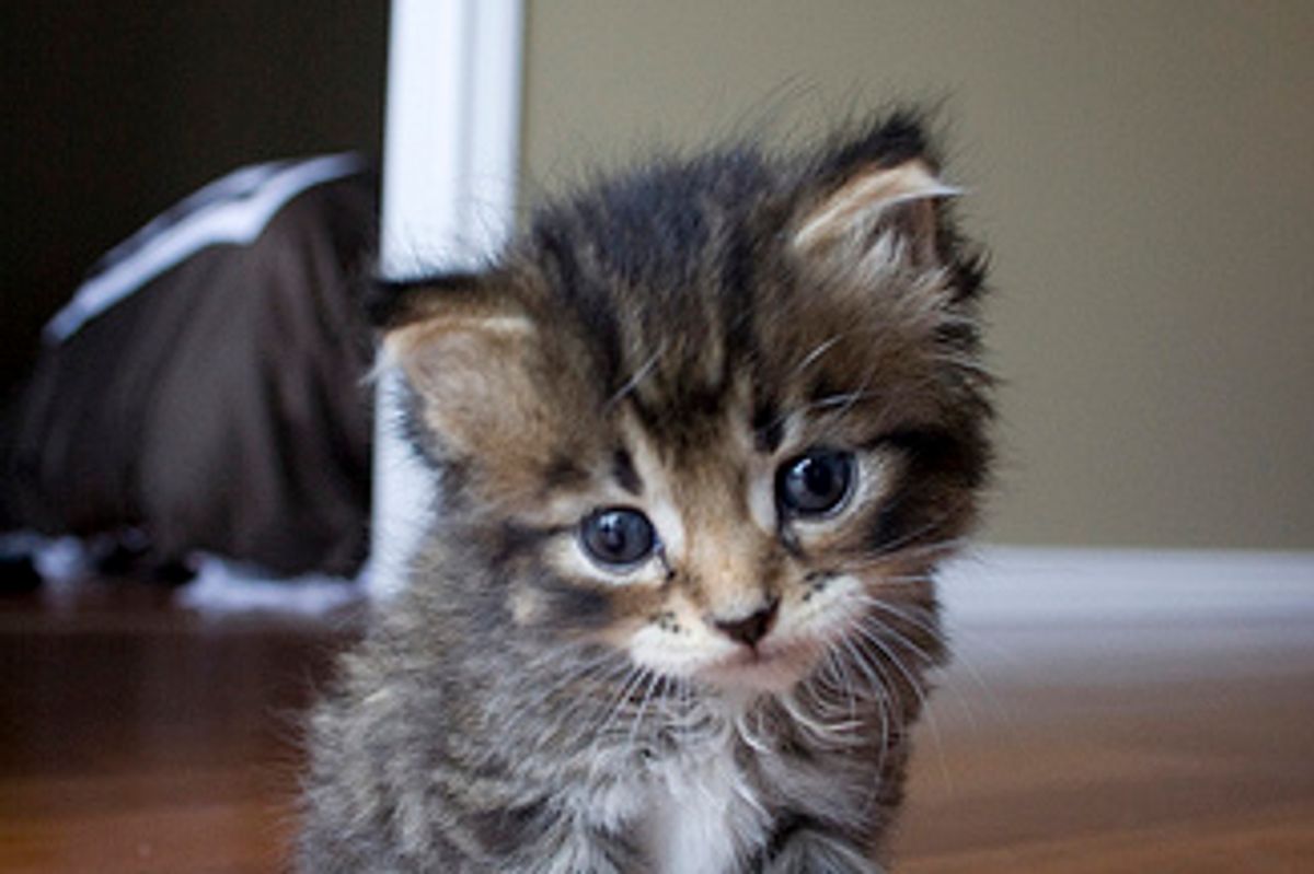 Cat Owners Are More Educated Than Dog Owners