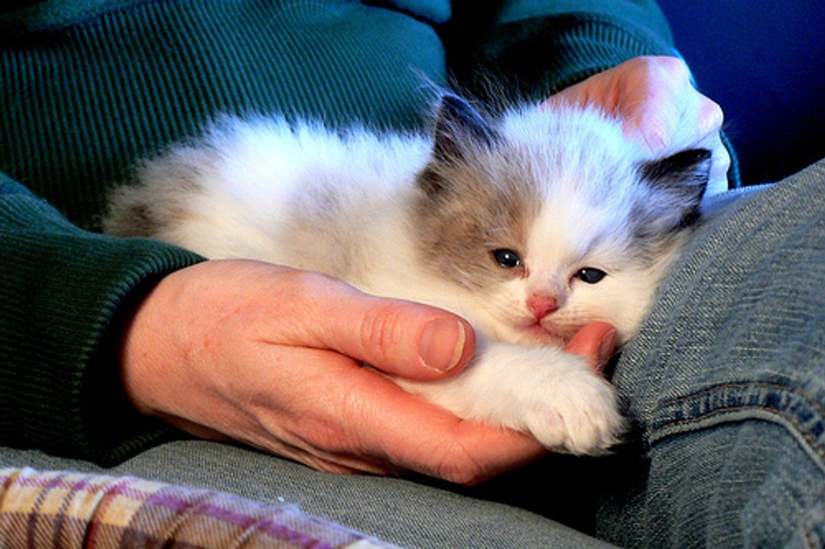 Affectionate Kittens