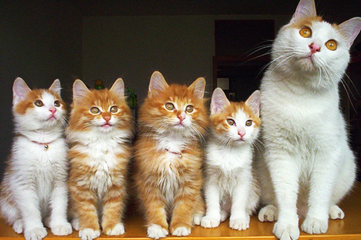 Fluffy Cat Family Portrait Photos