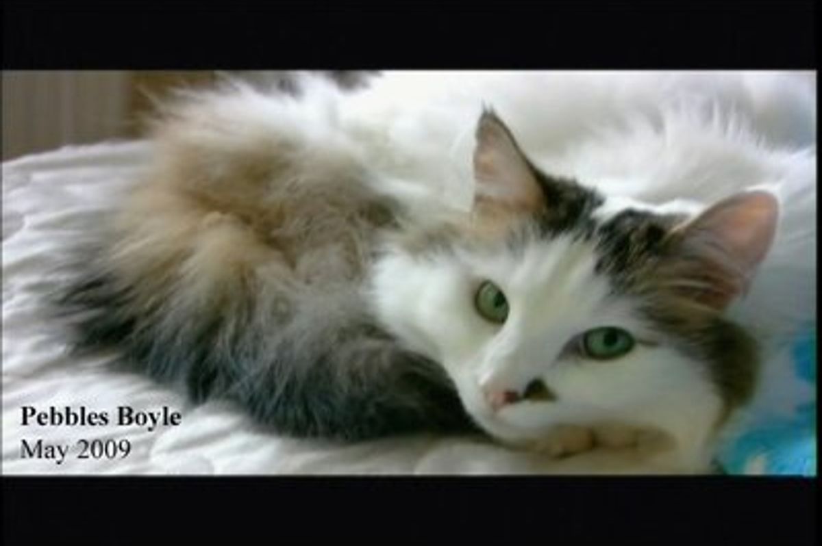 Susan Boyle No Longer with Beloved Cat Pebbles