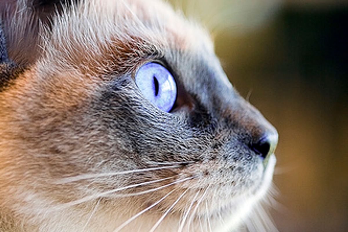 Cat Escape Earns Owner $1,132 Ticket