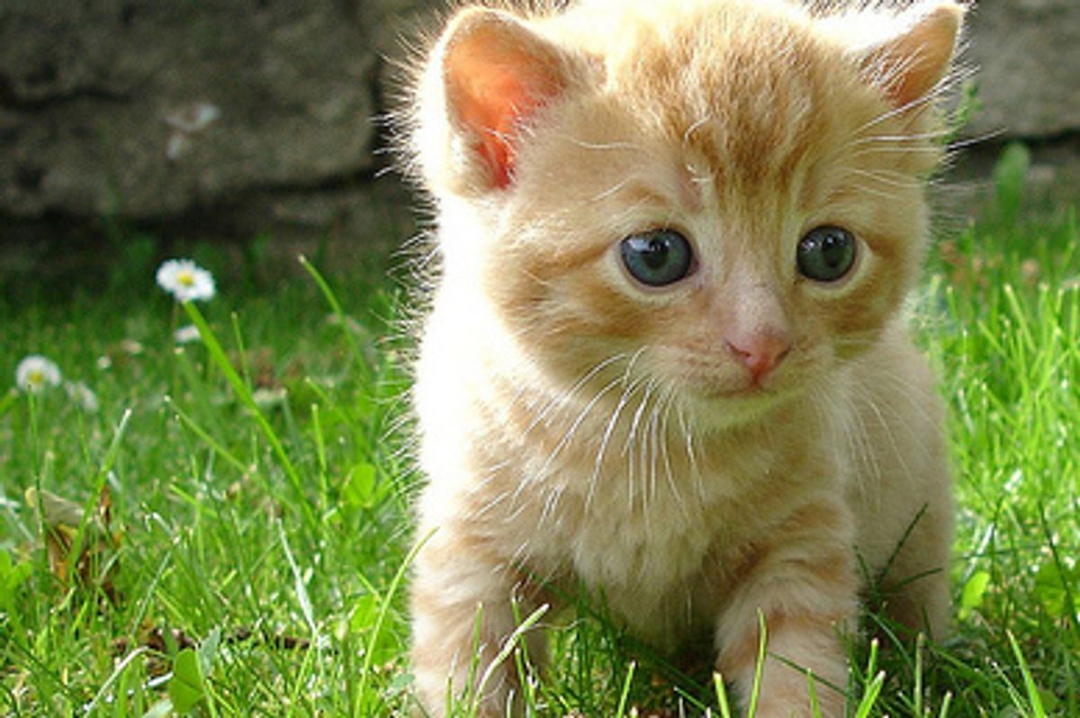 Kittens Play Time On a Sunny Day
