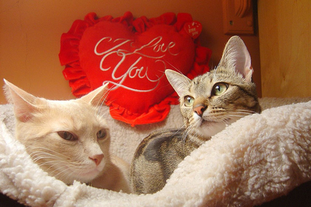 Valentine's Day Cats