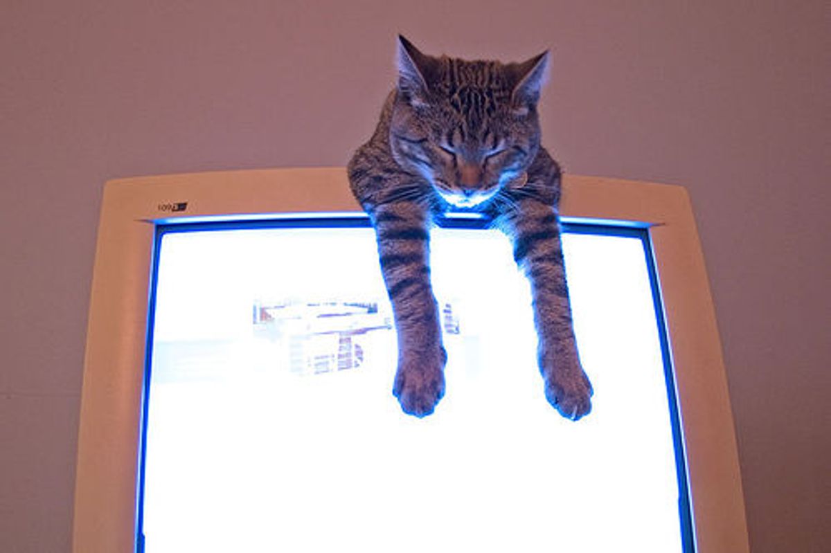 Microsoft Believes Kittens Could Solve Spam