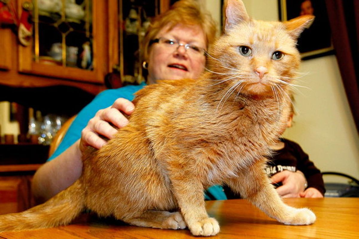 Cat Found After 14 Years