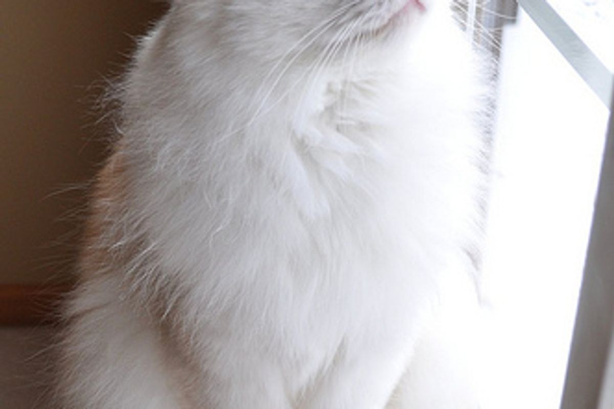 Super Cute Turkish Van Videos