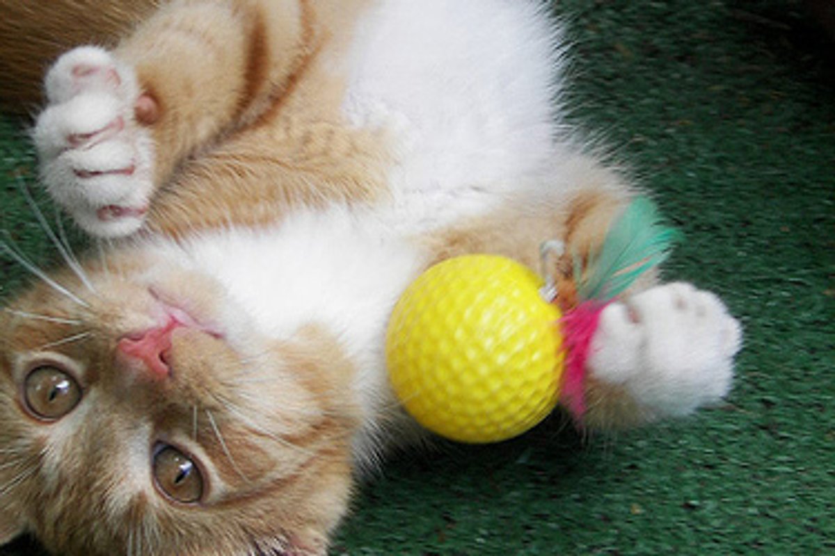 Top 15 Cat Qualities