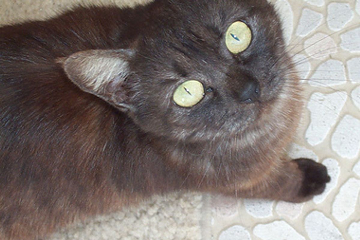 Ear Tipping Feral Cats