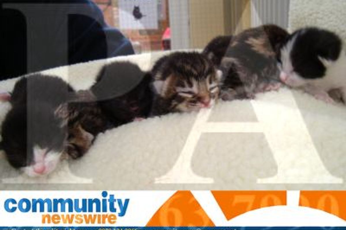 Six Kittens Born on Valentines Day