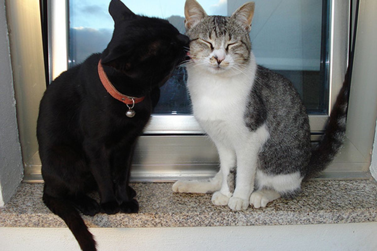 Quacking Kitten and Funny Paws