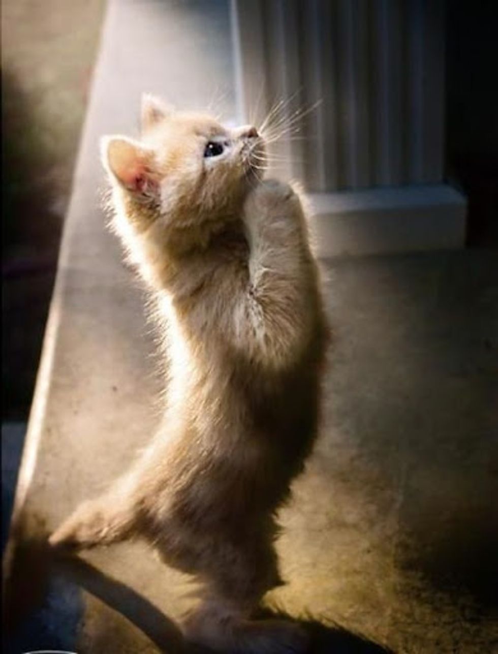 Praying Kitten