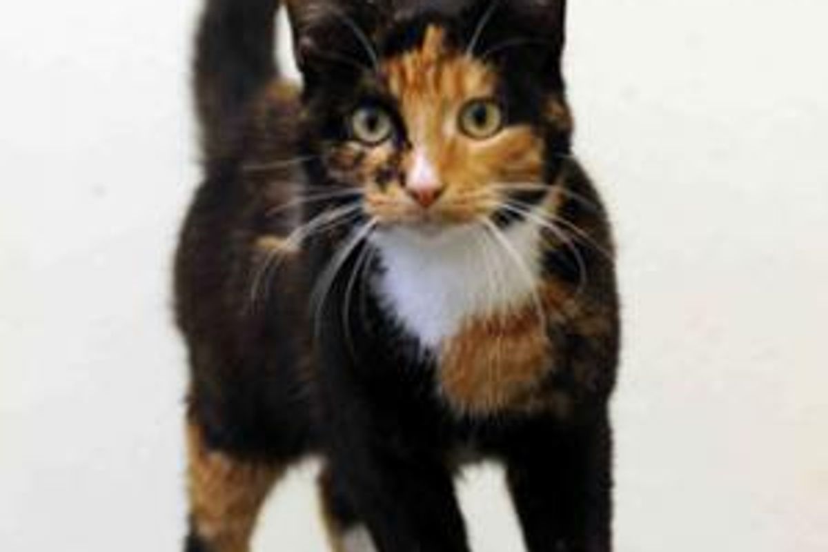 Cat Survived 10 Miles Trip Trapped on Hot Car Engine