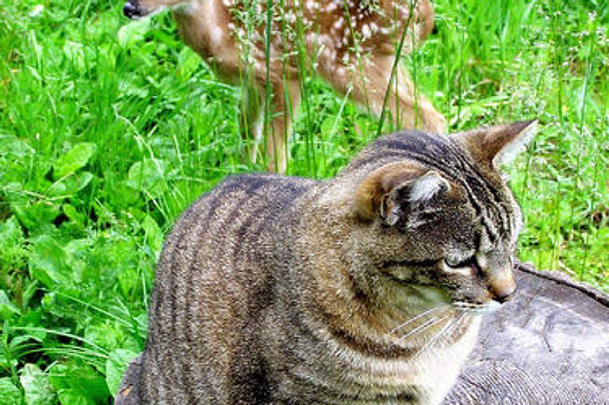 Cats and Their Horse and Deer Friends