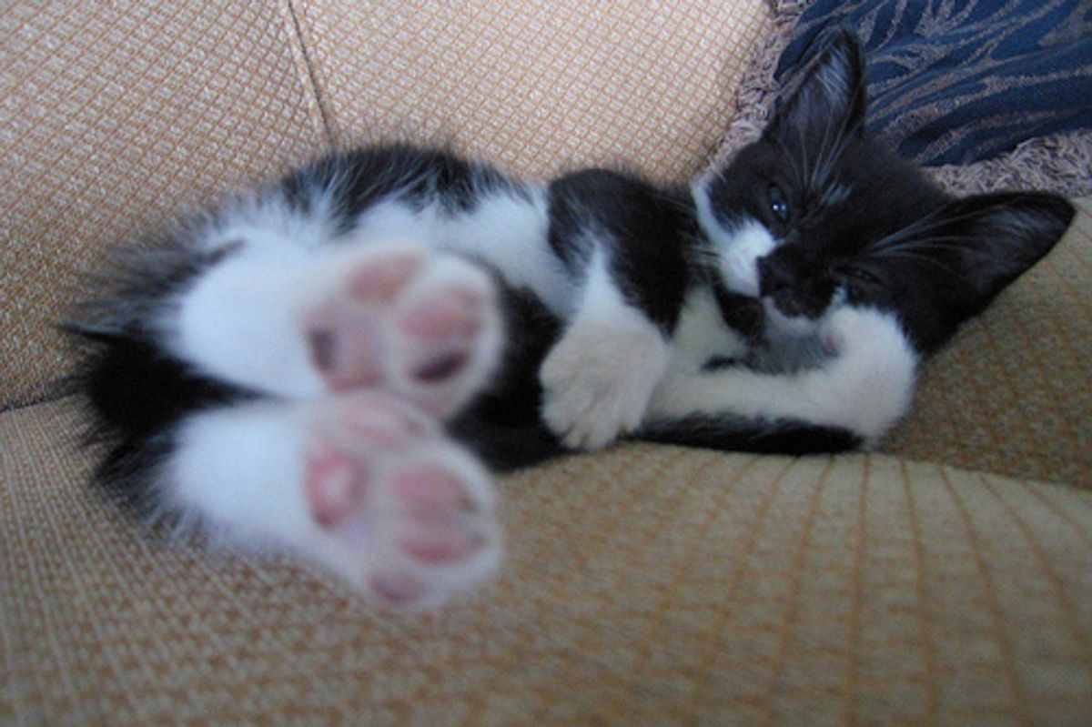 Stretching Kitten