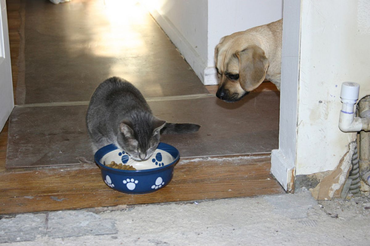 Should Cats Eat Dog Food?