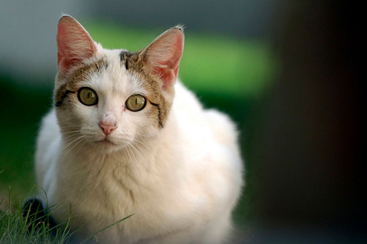 Stories of Feral Cats