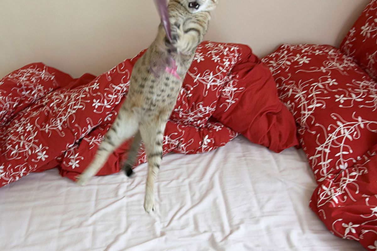 Cats Instinct to Hunt