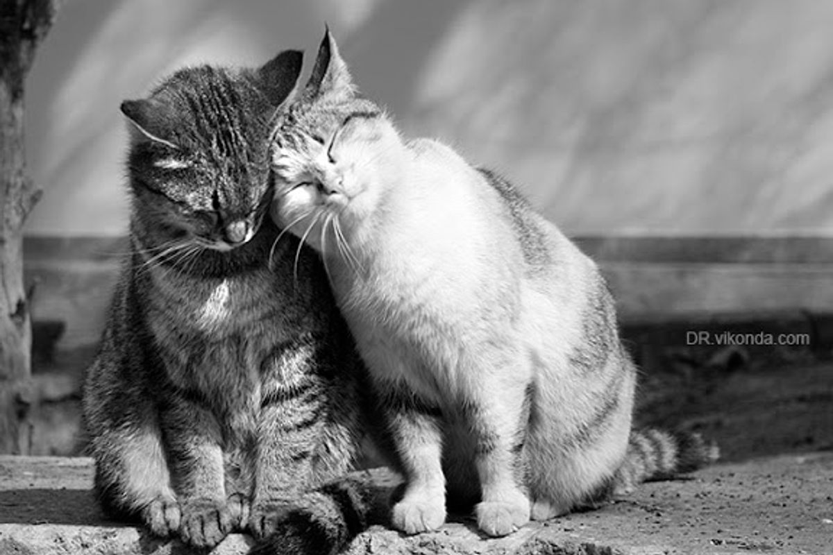 Kittens Massaging Each Other