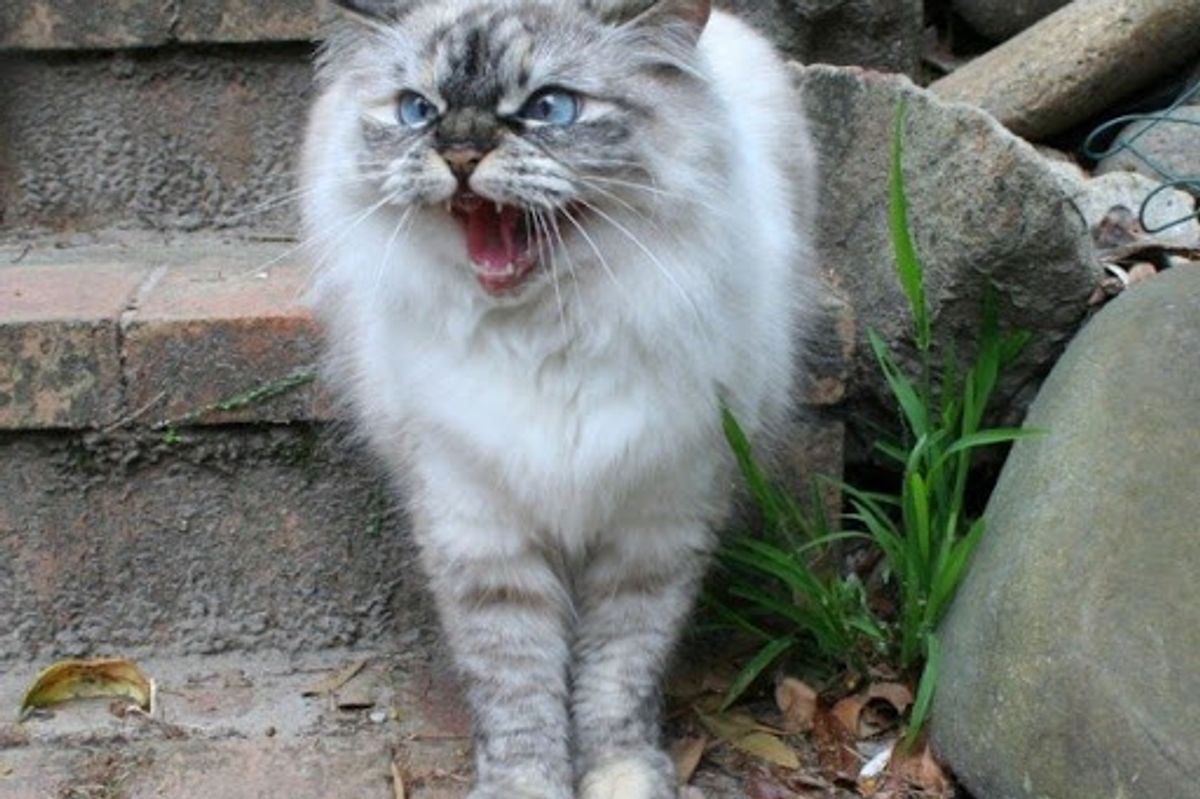 Cranky Hissy Ragdoll Kitty