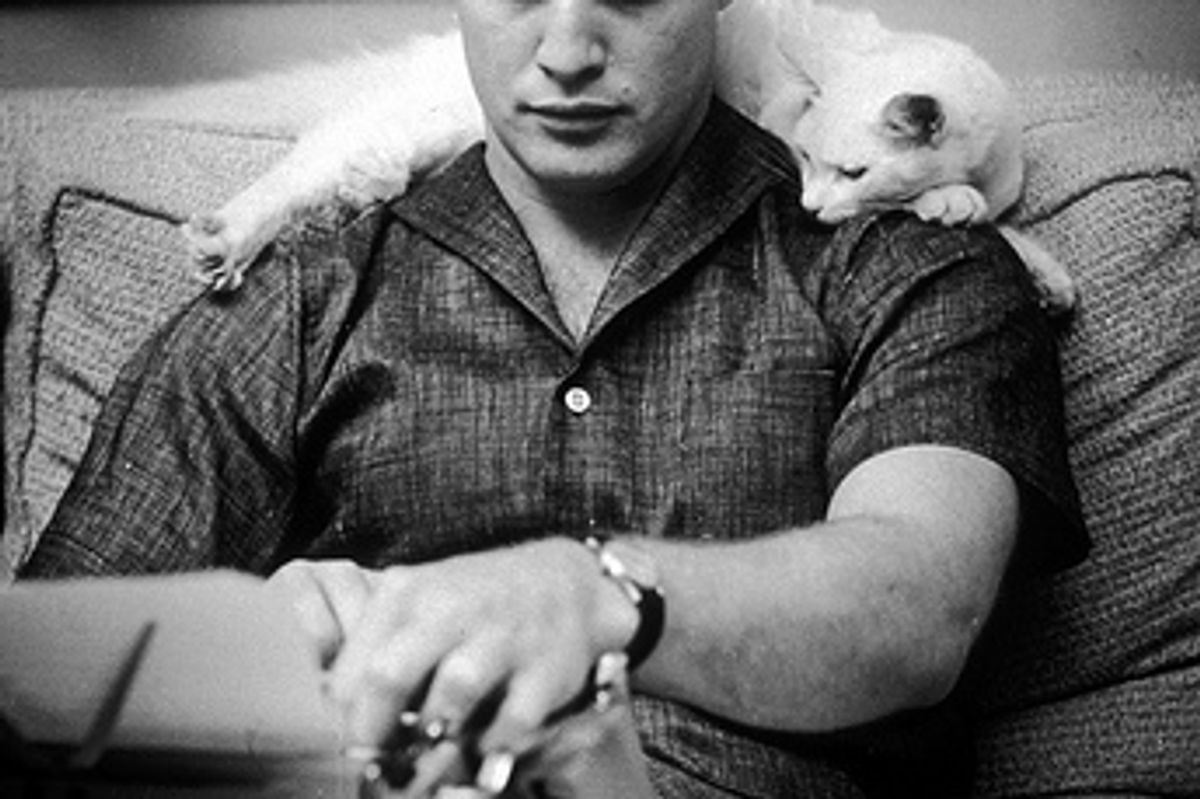 Celebrities and Cats