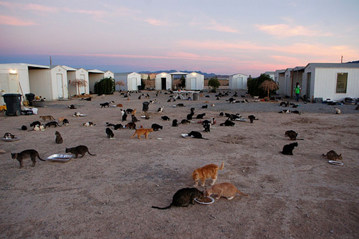The Great Kitty Rescue