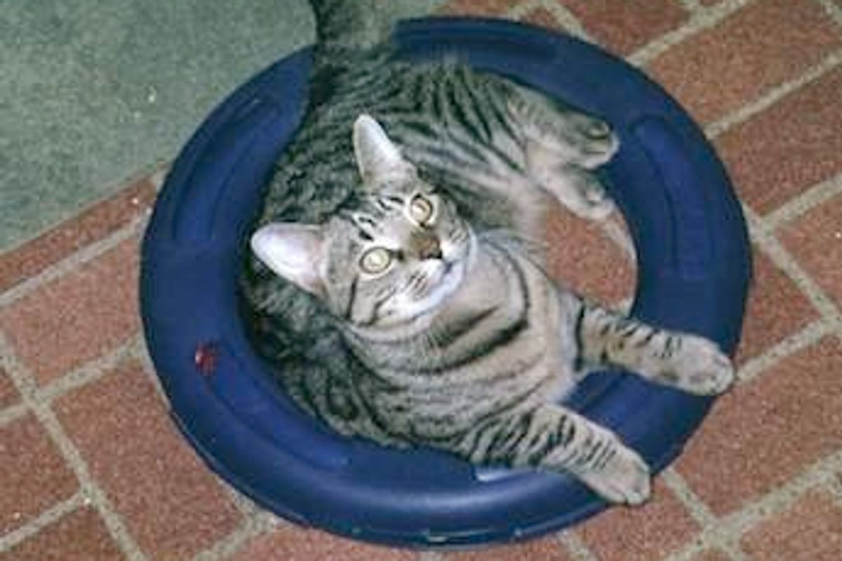 Former Subway Train Cat Loves His New Home