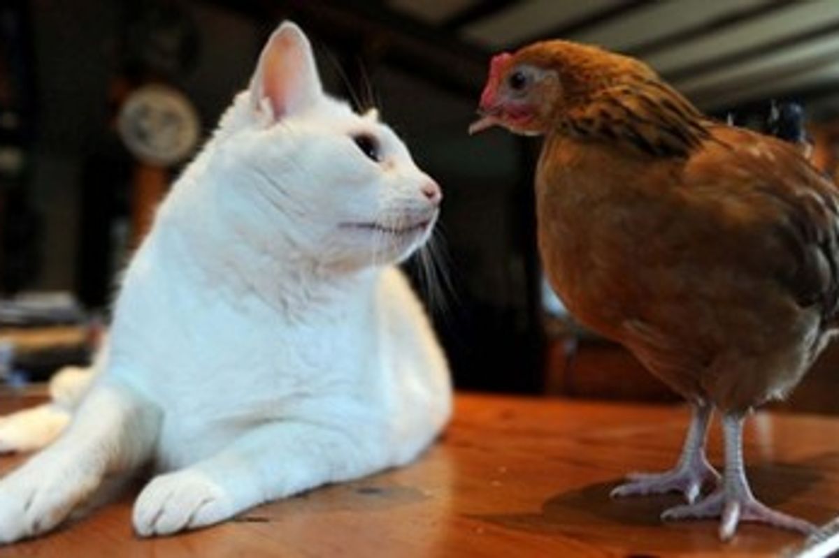 Unlikely Friendships