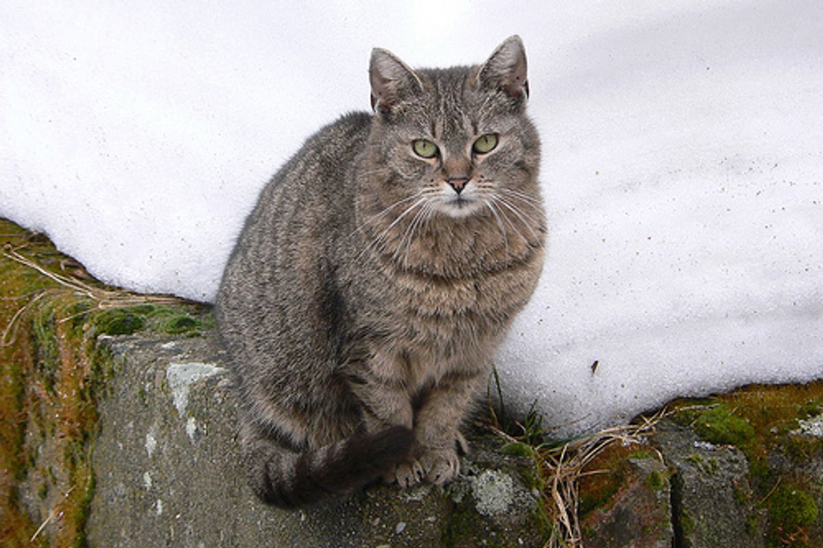 Tabby Cat Jumped 40ft off Building Uninjured