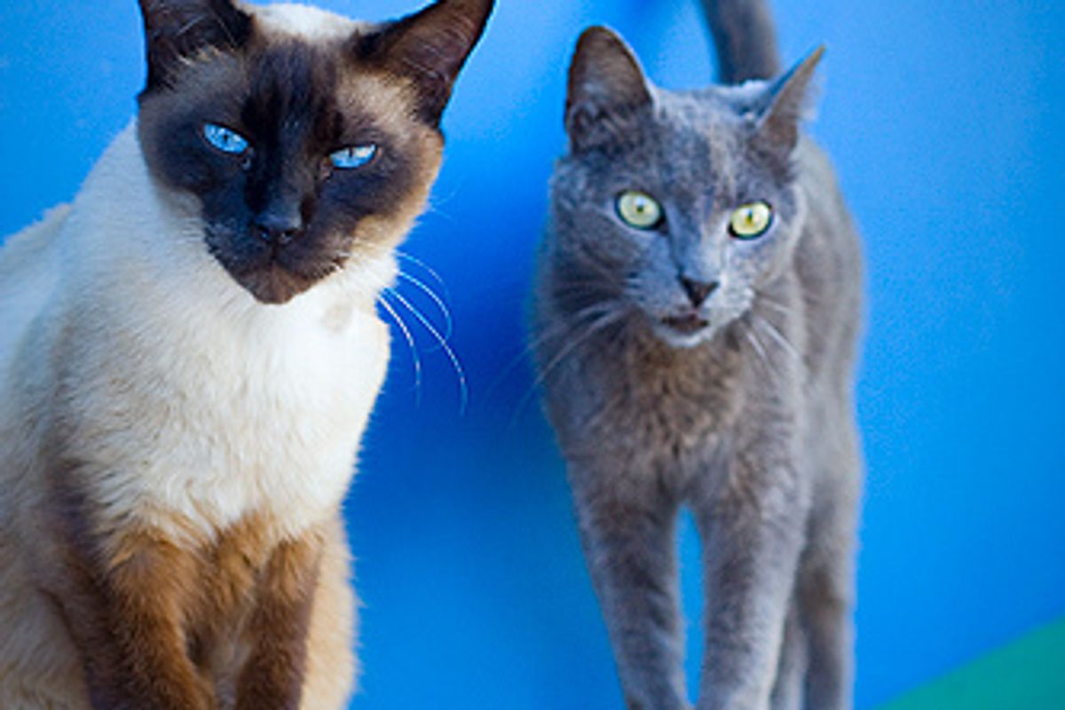 Cat Sanctuary in Foz do Iguaçu Brazil