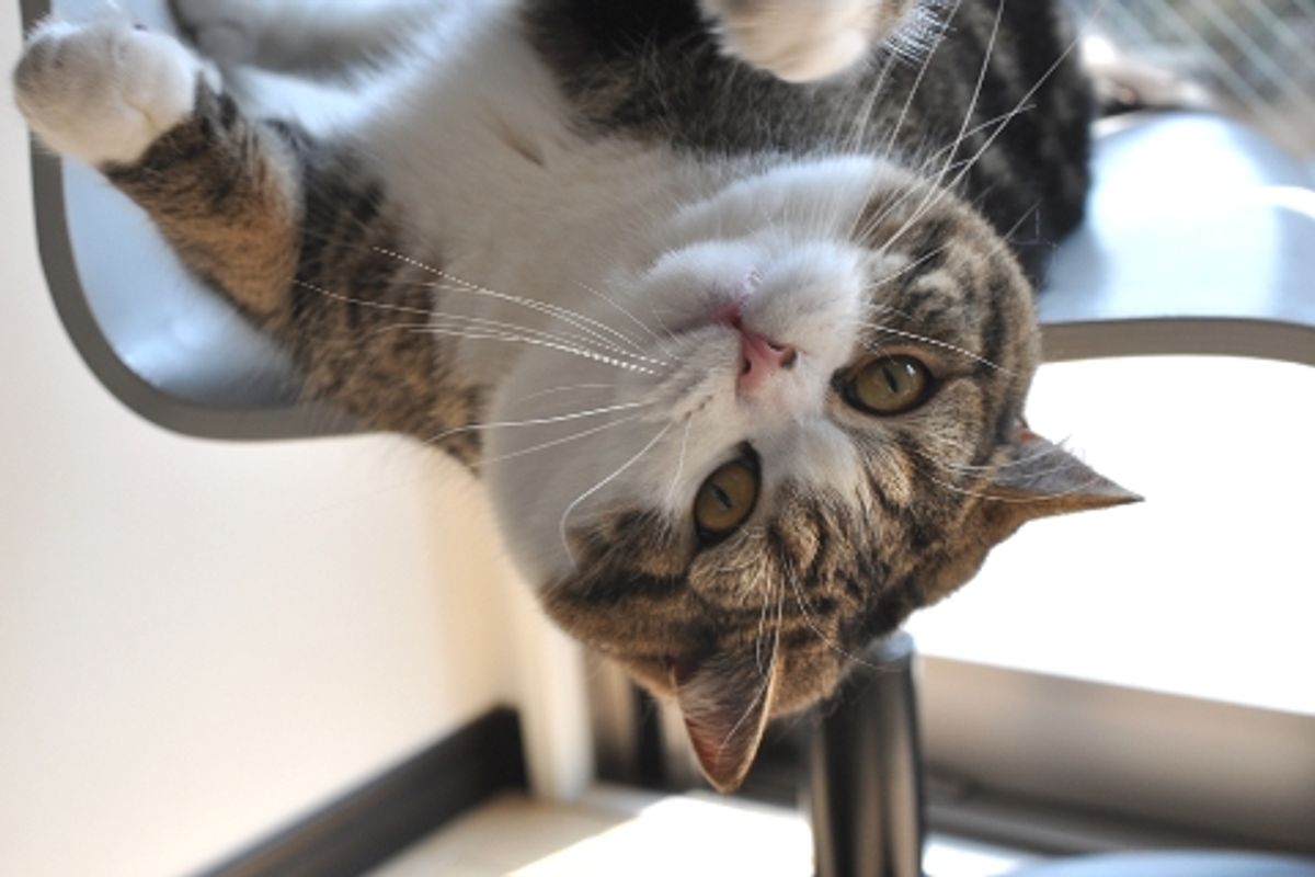 Maru the Cat Plays on Couch