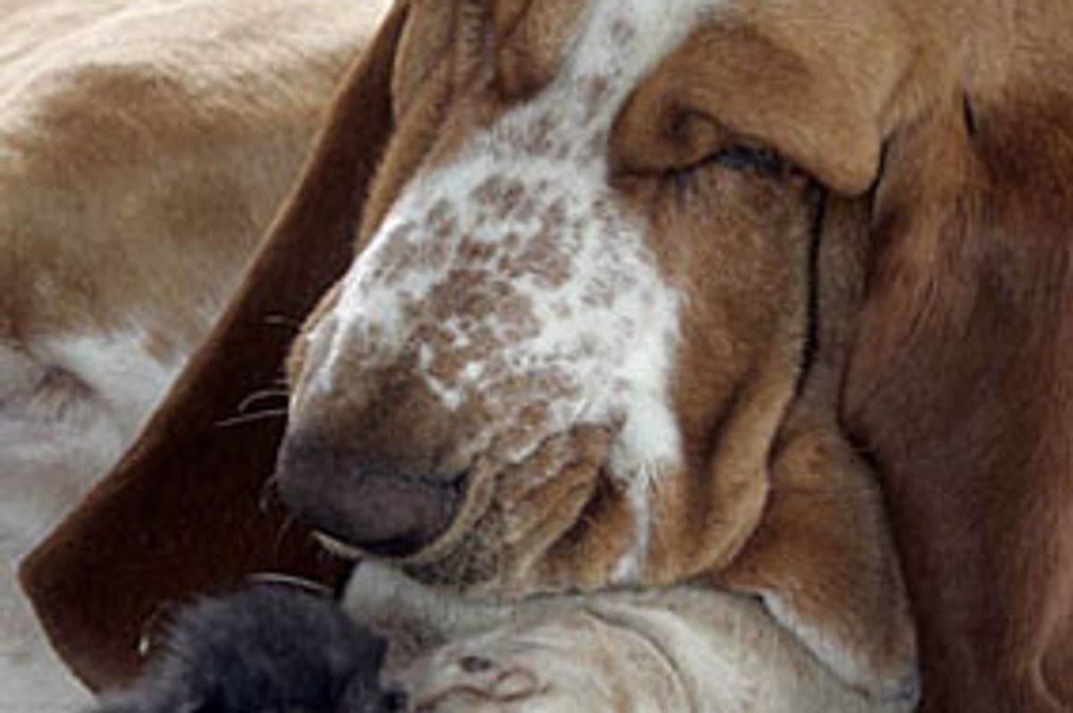 Basset Hound Nurses Kittens