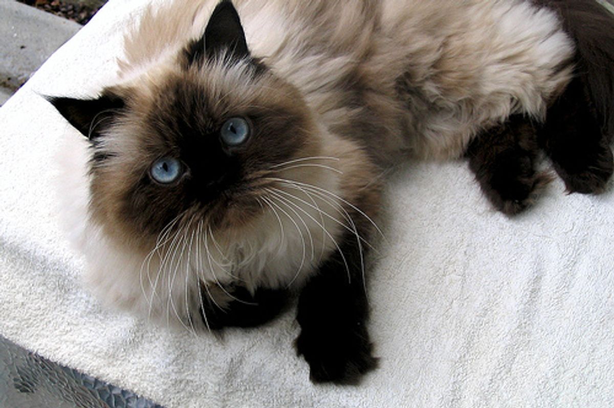Funny Jumpy Himalayan Kitty
