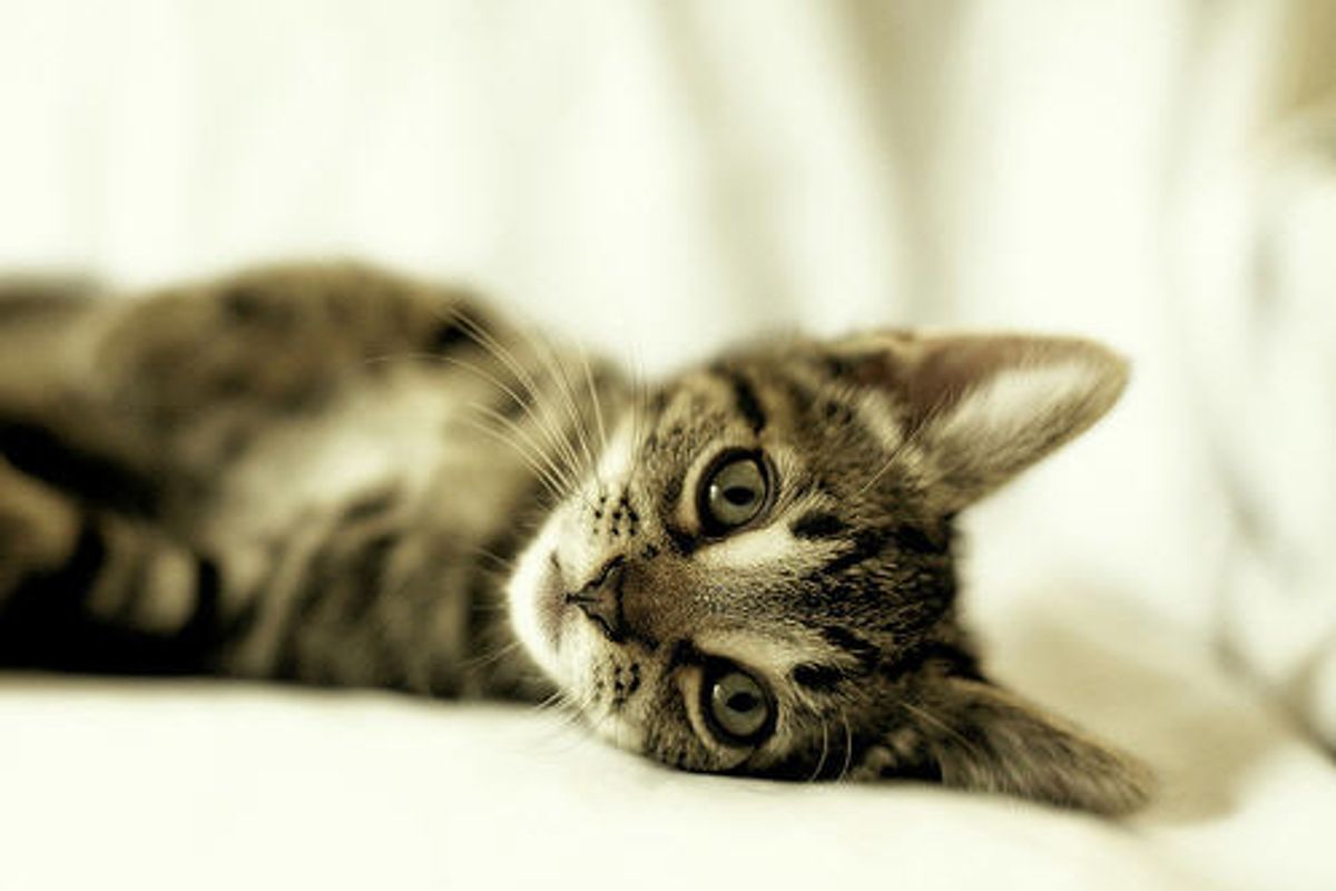 Beautiful Kittens and Friends