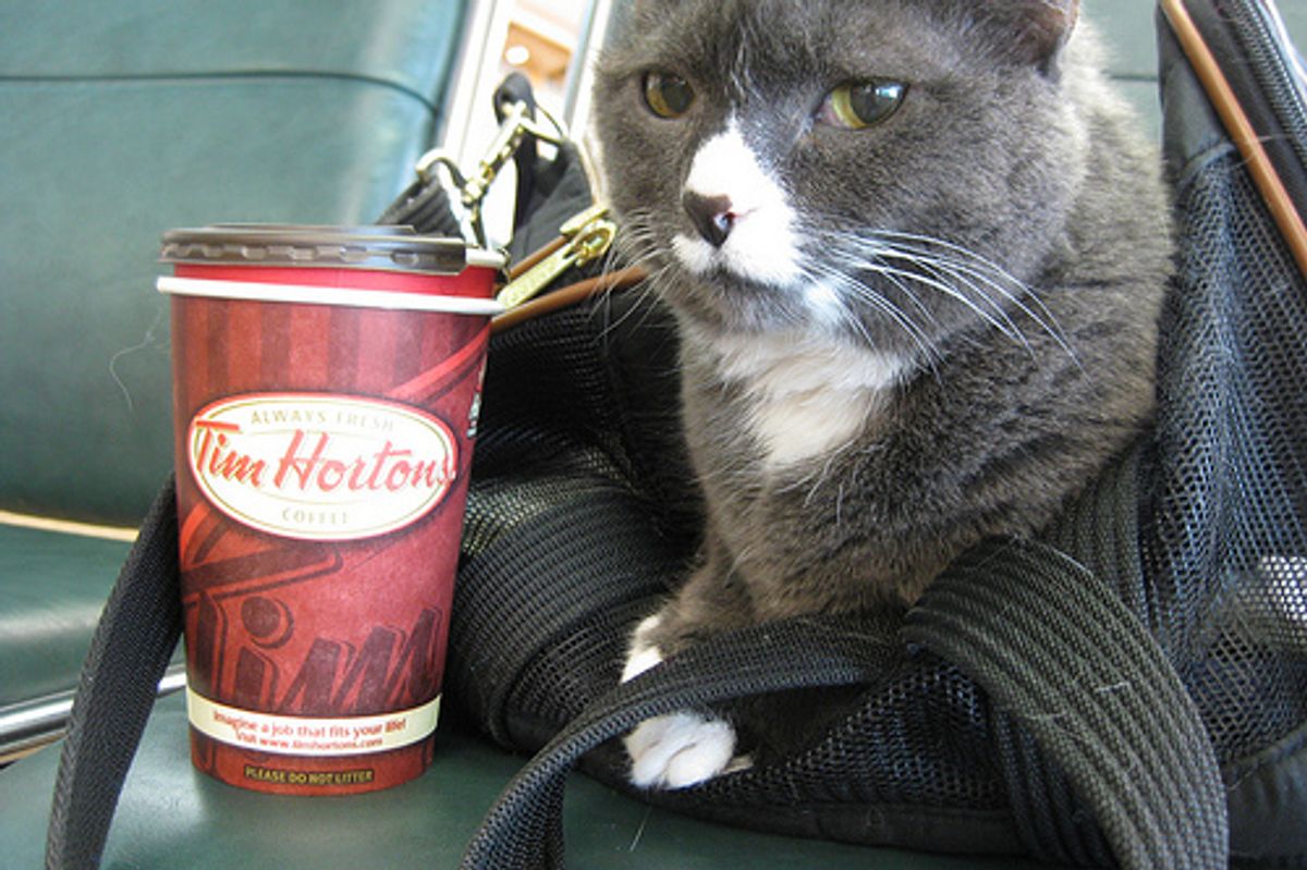 Cat Escaped Security Checkpoint Hid Under Bomb Detection Machine